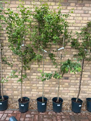 Lot Potted approx. 7' 12L Crataegus Med Plena