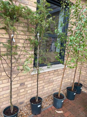 Lot Potted approx. 6.5' 12L Pink Charm Sorbus