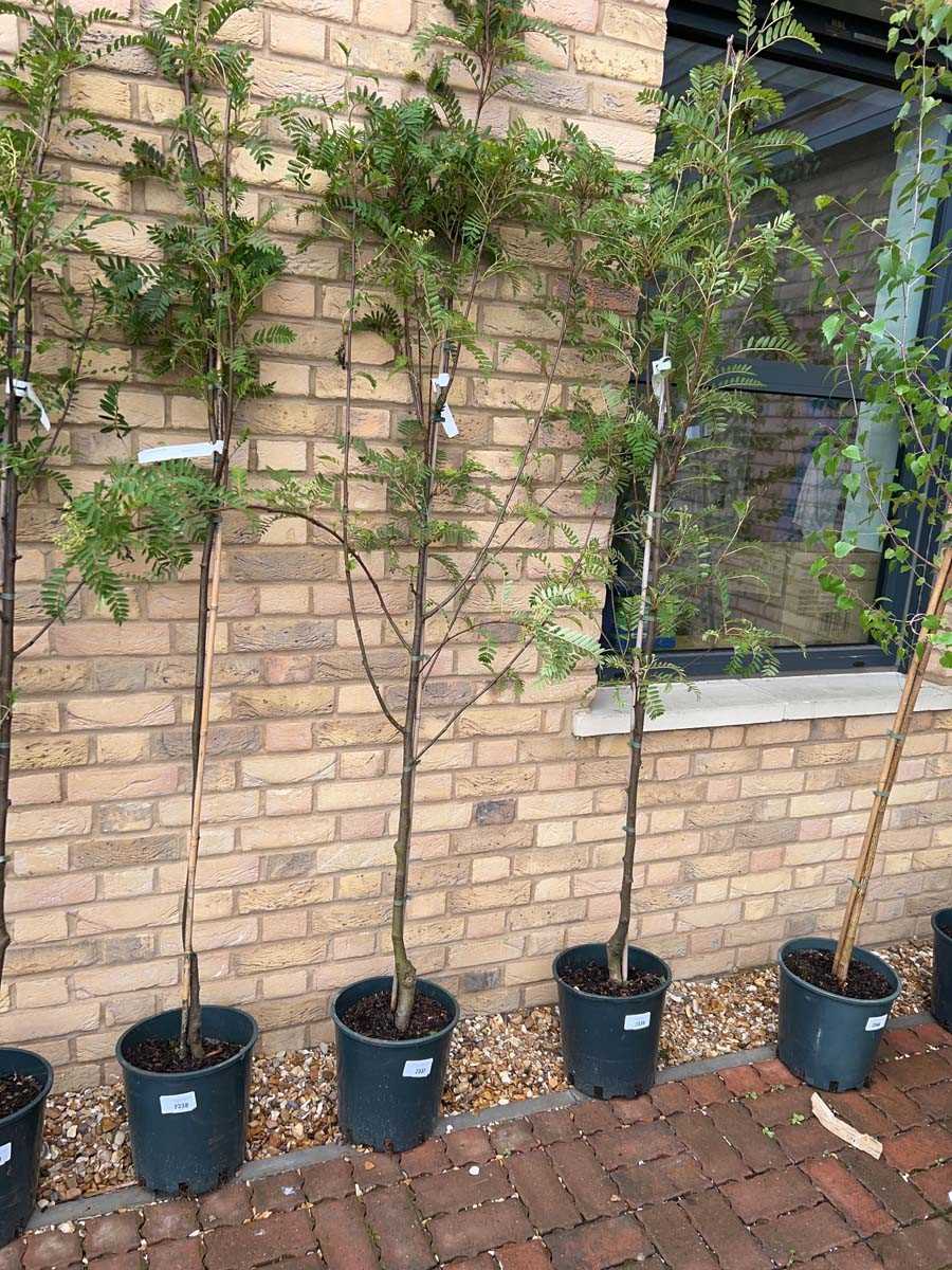 Lot 2337 - Potted approx. 6.5' 12L Pink Charm Sorbus