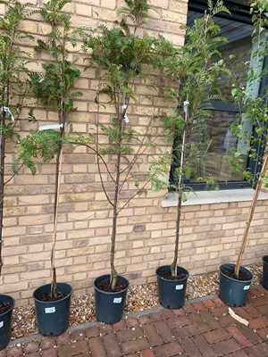 Lot Potted approx. 6.5' 12L Pink Charm Sorbus