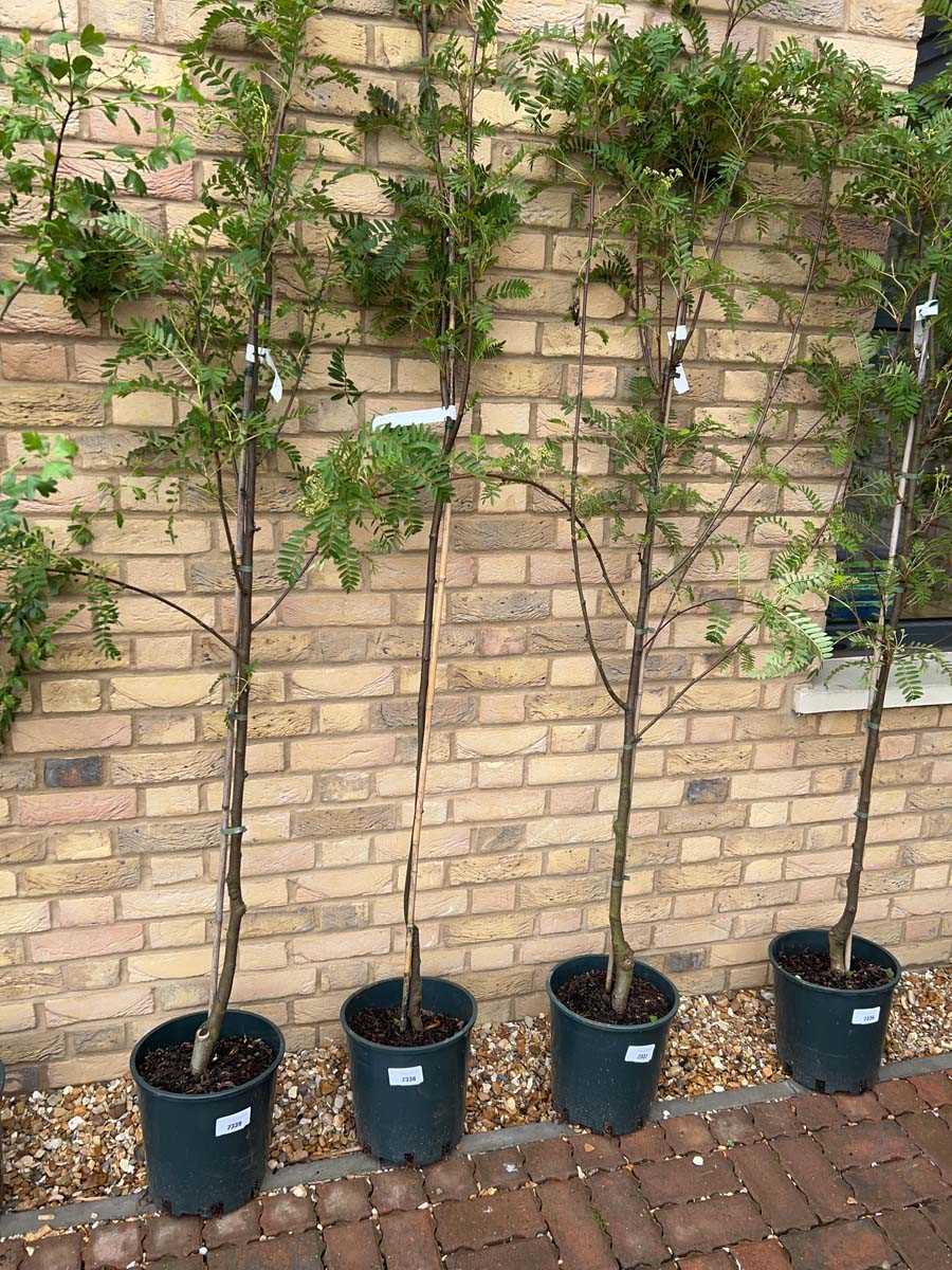 Lot 2338 - Potted approx. 6.5' 12L Pink Charm Sorbus