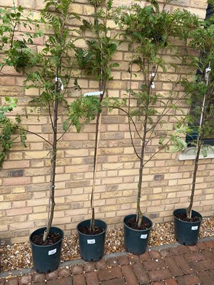 Lot Potted approx. 6.5' 12L Pink Charm Sorbus