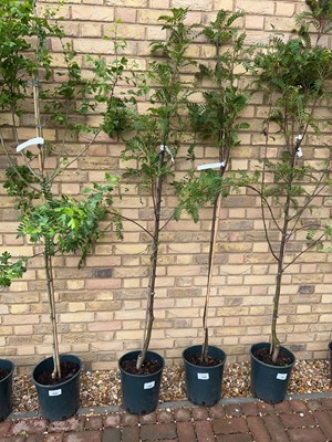 Lot Potted approx. 6.5' 12L Pink Charm Sorbus