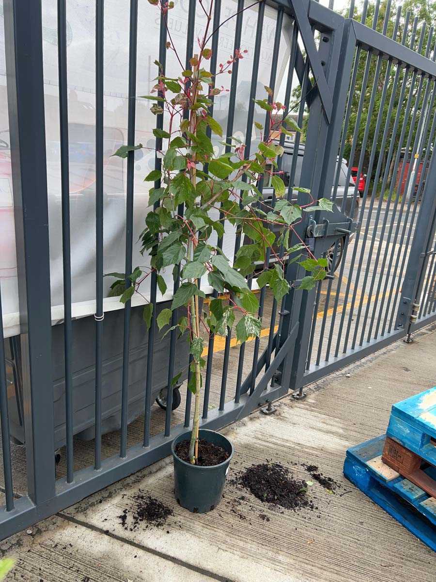 Lot 2340 - Large potted 12L Flamingo acer