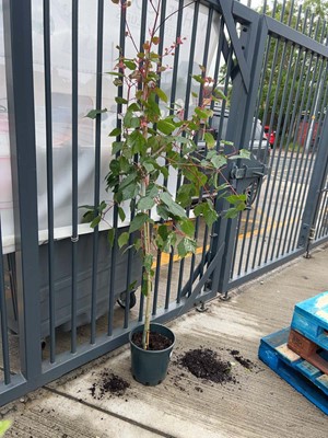 Lot Large potted 12L Flamingo acer
