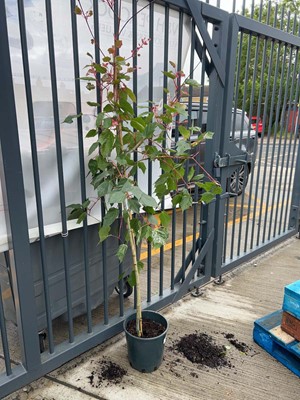 Lot Large potted 12L Flamingo acer