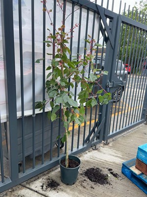 Lot Large potted 12L Flamingo acer