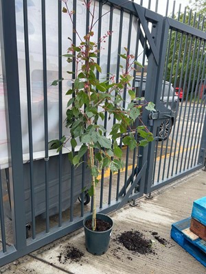 Lot Large potted 12L Flamingo acer