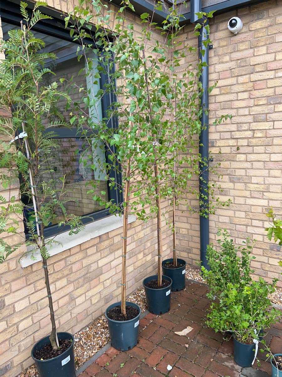 Lot 2344 - Approx. 7' 12L Betula (Alba) Pendula