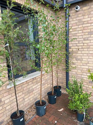 Lot Approx. 7' 12L Betula (Alba) Pendula