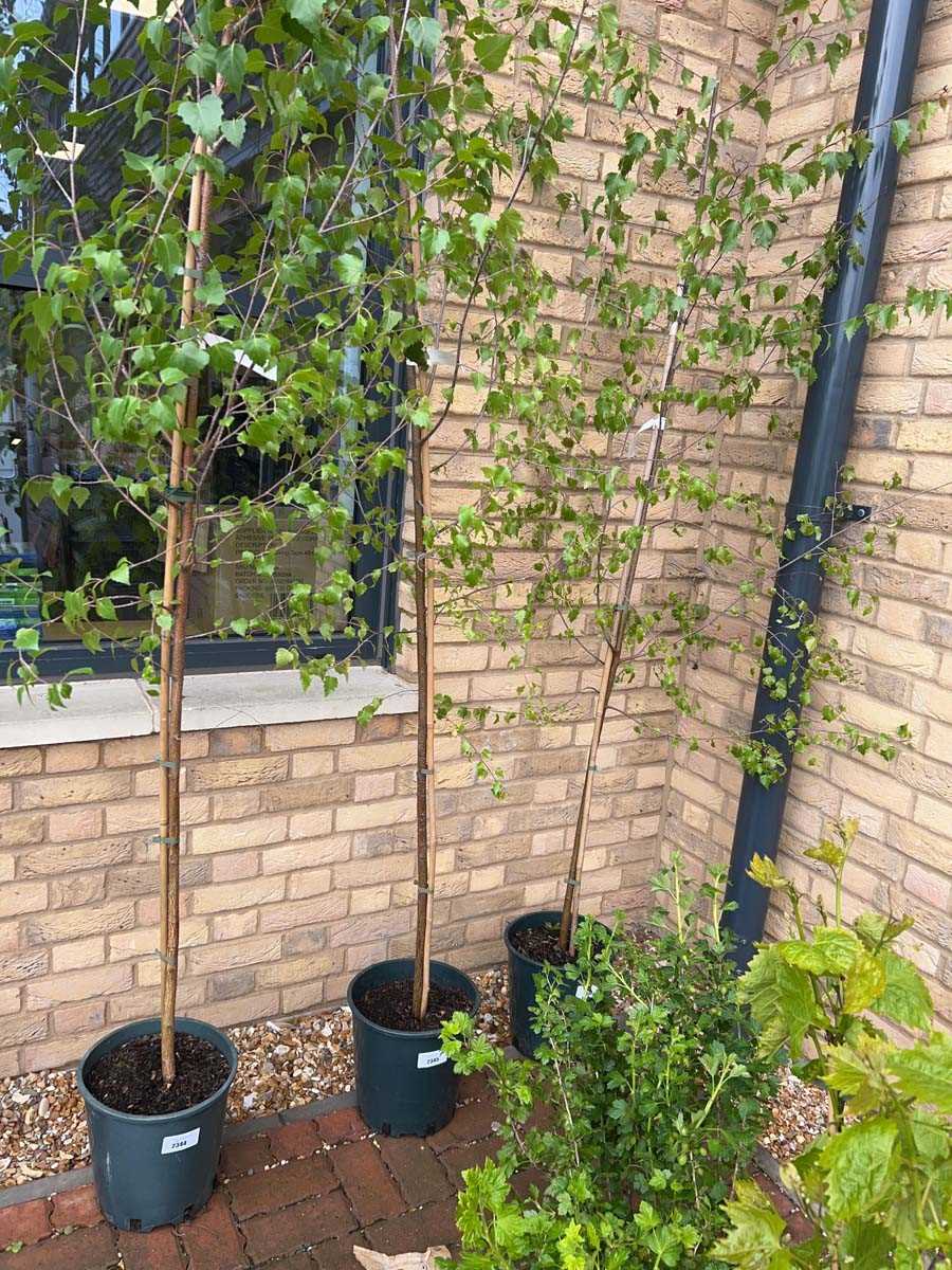 Lot 2345 - Approx. 7' 12L Betula (Alba) Pendula