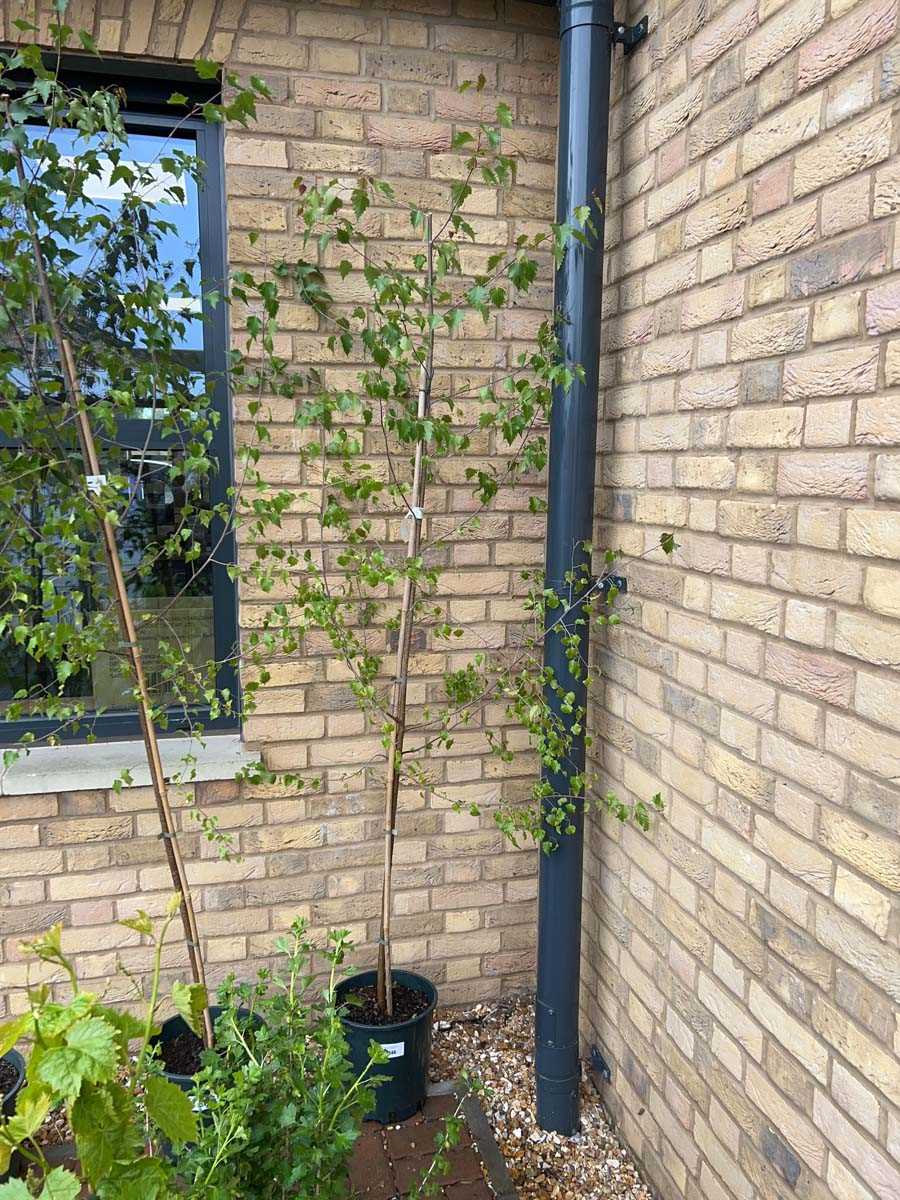 Lot 2346 - Approx. 7' 12L Betula (Alba) Pendula
