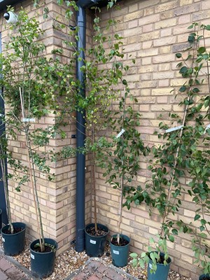 Lot Approx. 7' 12L Betula (Alba) Pendula