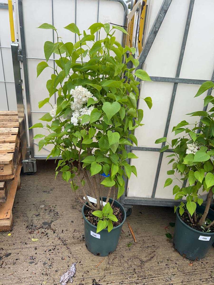 Lot 2348 - 12L potted Syringa Vul Madame Lemoine