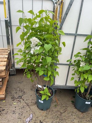 Lot 12L potted Syringa Vul Madame Lemoine