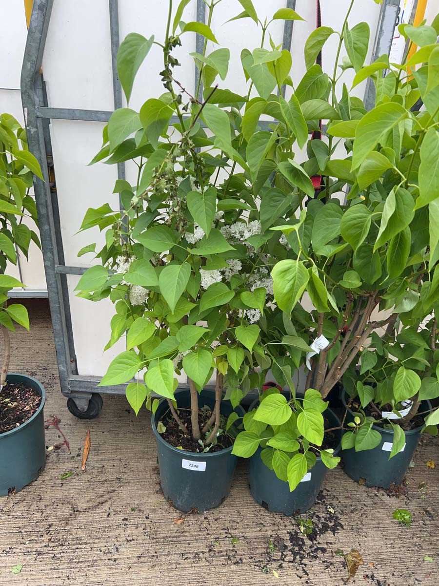 Lot 2349 - 12L potted Syringa Vul Madame Lemoine
