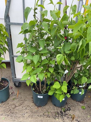 Lot 12L potted Syringa Vul Madame Lemoine