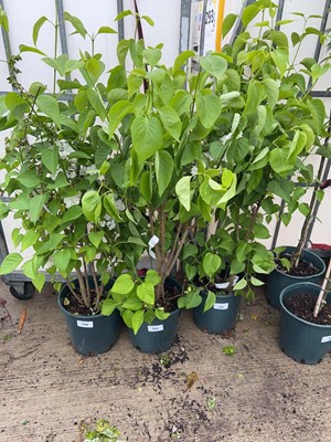 Lot 12L potted Syringa Vul Madame Lemoine