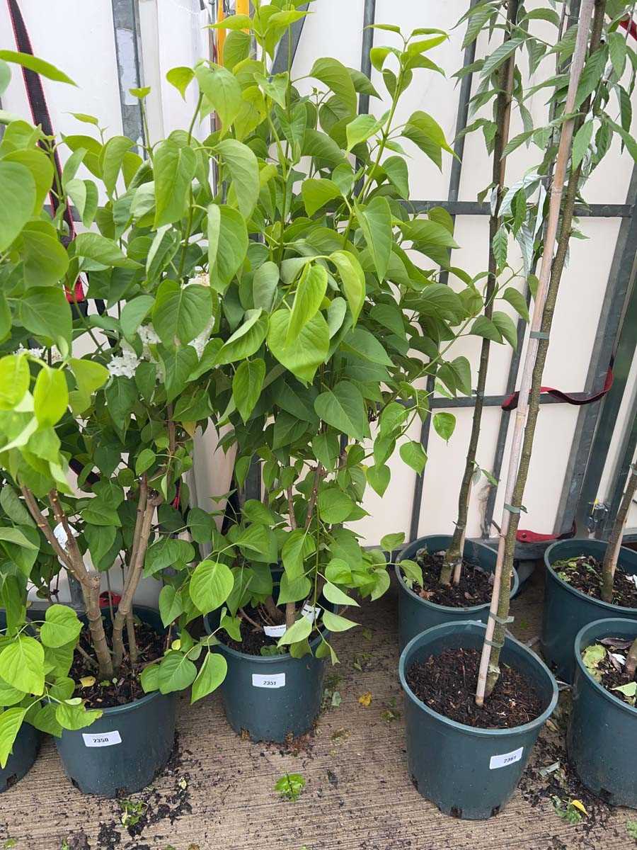 Lot 2351 - 12L potted Syringa Vul Madame Lemoine
