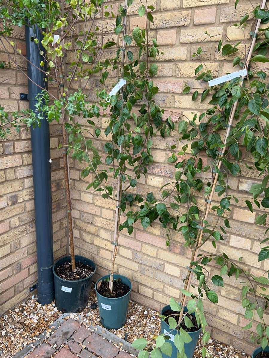 Lot 2352 - Potted 7L Betula Uti Jacquemontii