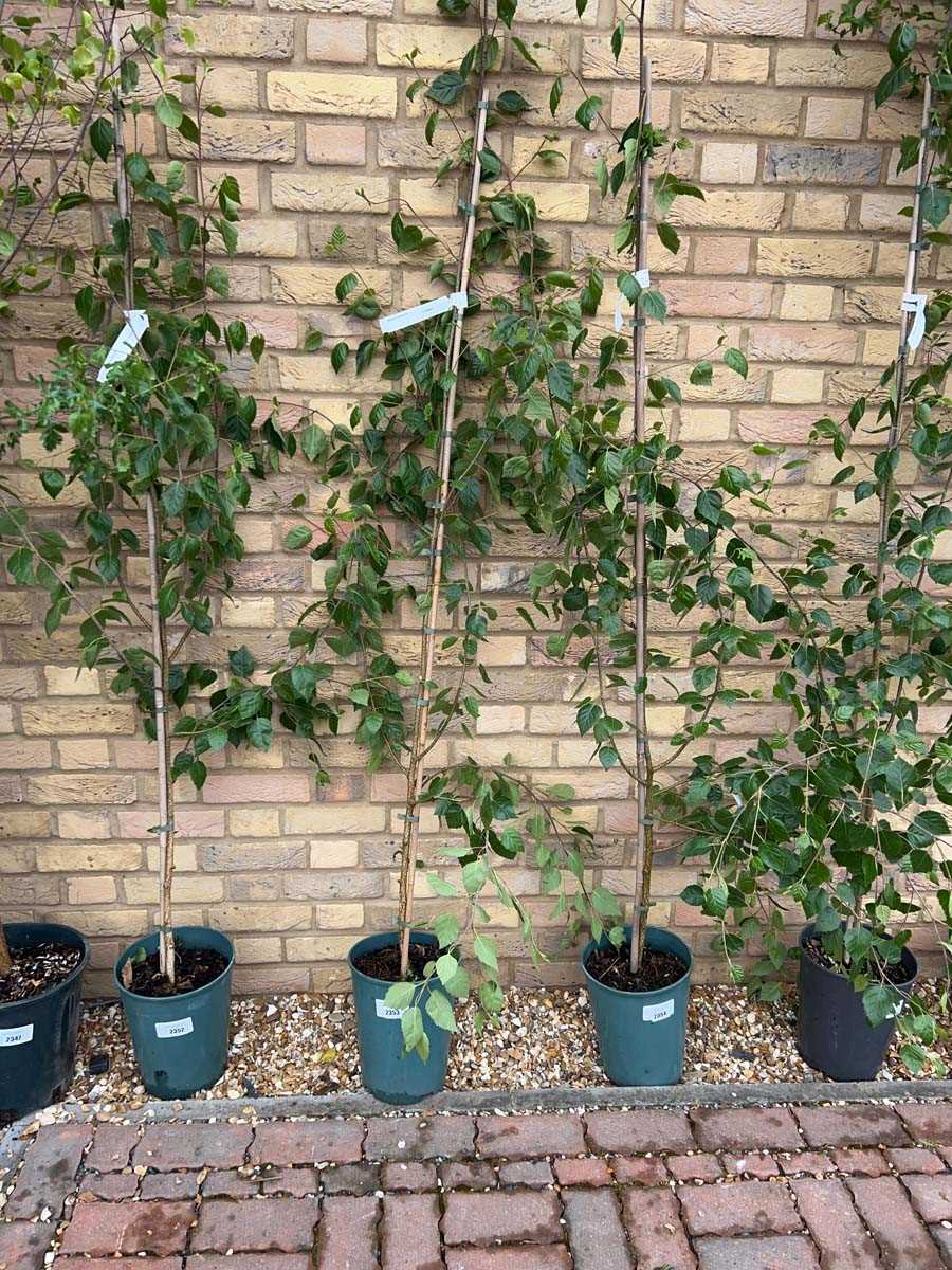 Lot 2353 - Potted 7L Betula Uti Jacquemontii