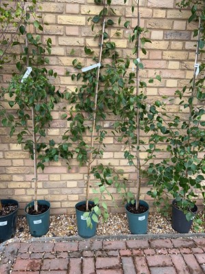Lot Potted 7L Betula Uti Jacquemontii