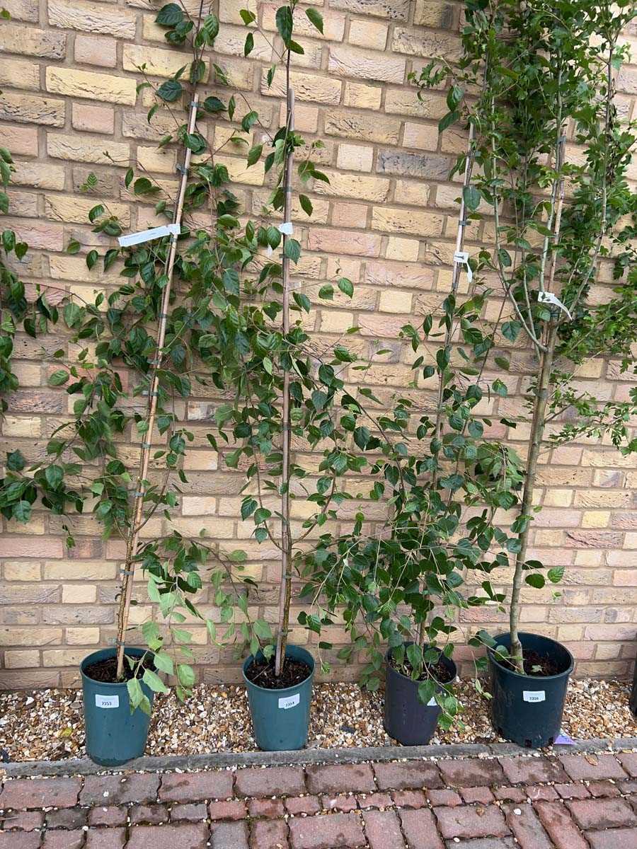 Lot 2354 - Potted 7L Betula Uti Jacquemontii