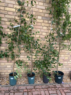 Lot Potted 7L Betula Uti Jacquemontii