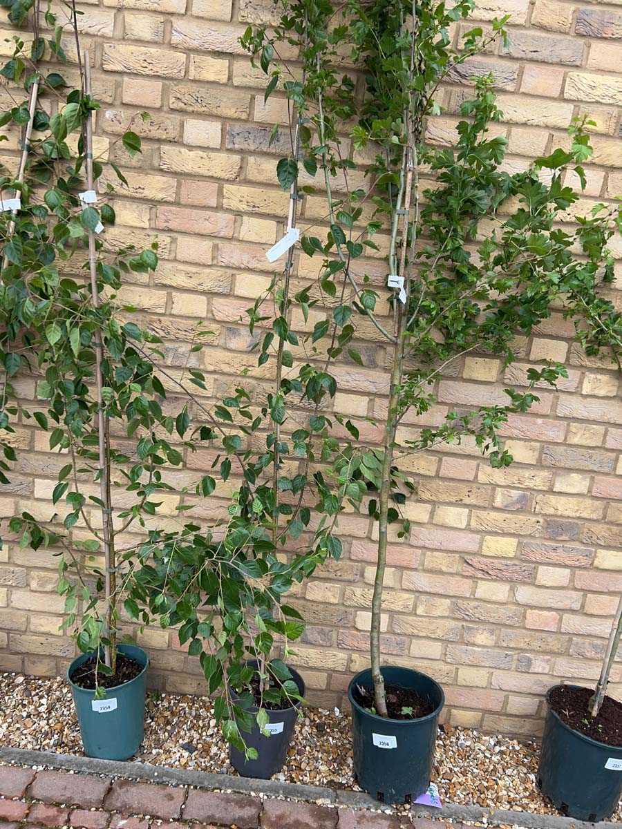 Lot 2355 - Potted 7L Betula Uti Jacquemontii