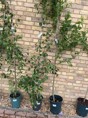 Lot Potted 7L Betula Uti Jacquemontii