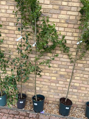 Lot Approx. 7.5' 12L Crataegus Med Punicea Flore...