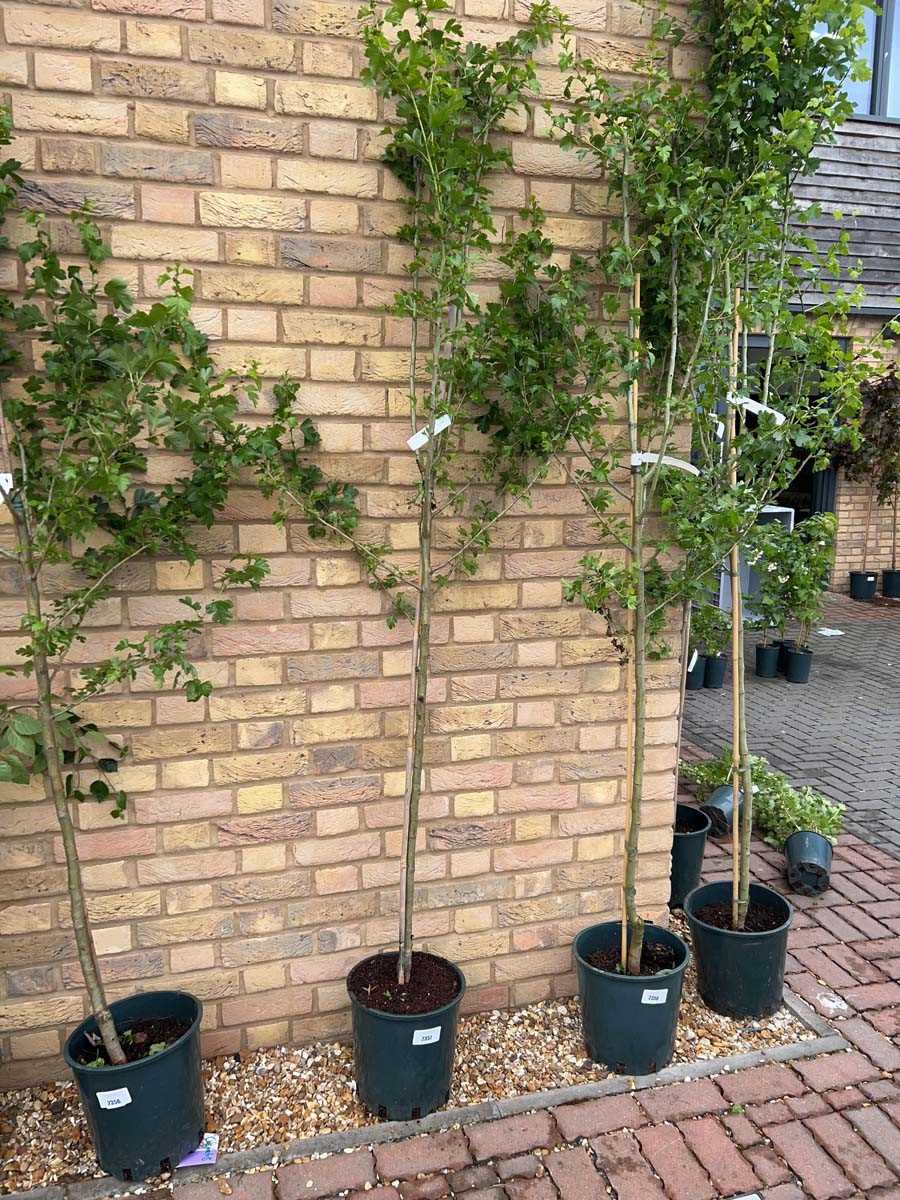 Lot 2357 - Approx. 7.5' 12L Crataegus Med Punicea Flore...