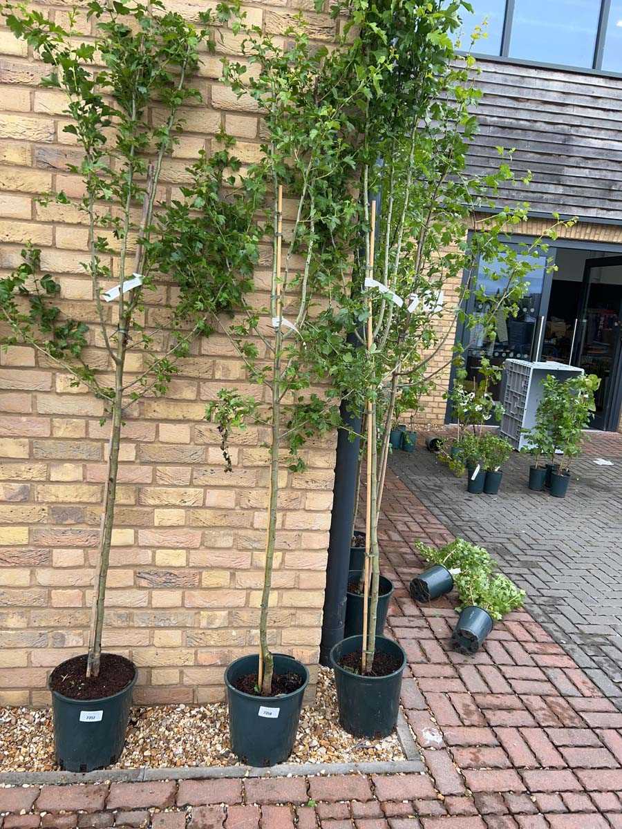 Lot 2358 - Approx. 7.5' 12L Crataegus Med Punicea Flore...