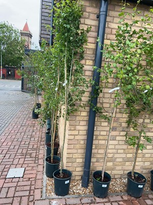 Lot Approx. 7.5' 12L Crataegus Med Punicea Flore...