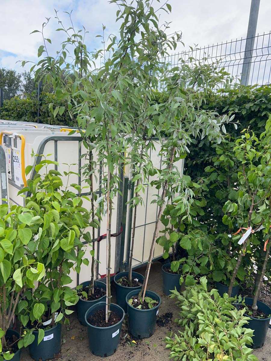 Lot 2360 - Potted approx. 7' 12L Sorbus Fol Emiel