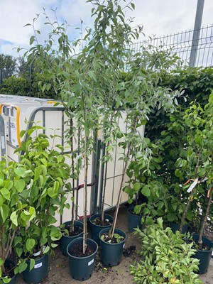 Lot Potted approx. 7' 12L Sorbus Fol Emiel