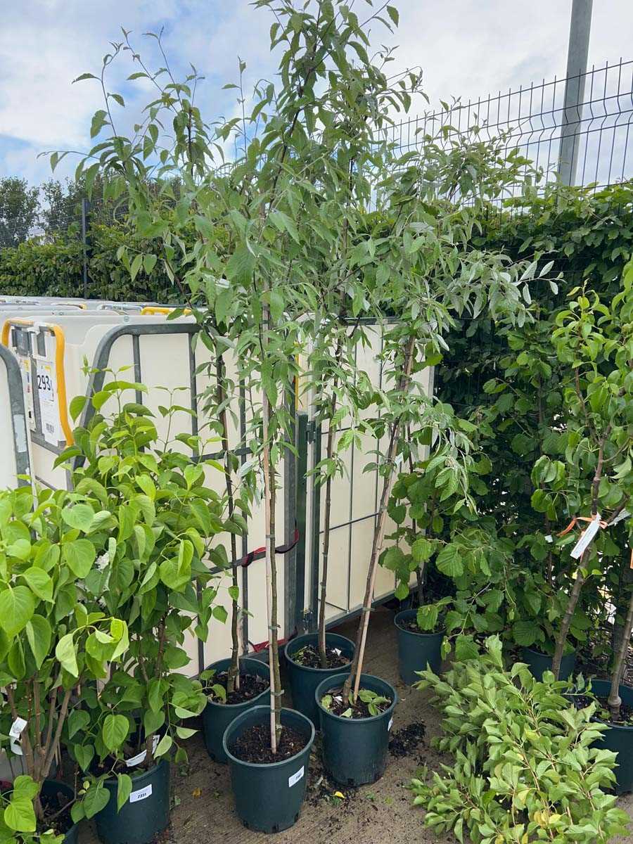 Lot 2361 - Potted approx. 7' 12L Sorbus Fol Emiel