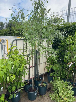 Lot Potted approx. 7' 12L Sorbus Fol Emiel