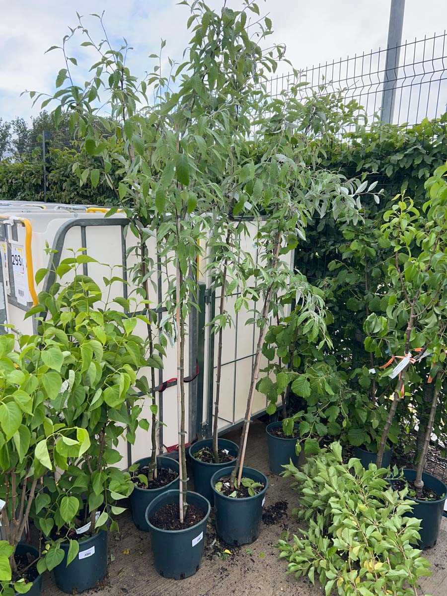 Lot 2362 - Potted approx. 7' 12L Sorbus Fol Emiel