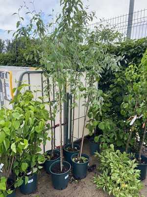 Lot Potted approx. 7' 12L Sorbus Fol Emiel