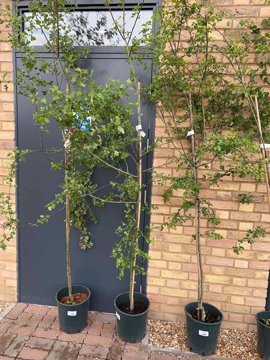 Lot 2364 - Potted approx. 7' 12L Crataegus Med Punicea...