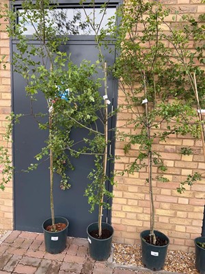 Lot Potted approx. 7' 12L Crataegus Med Punicea...