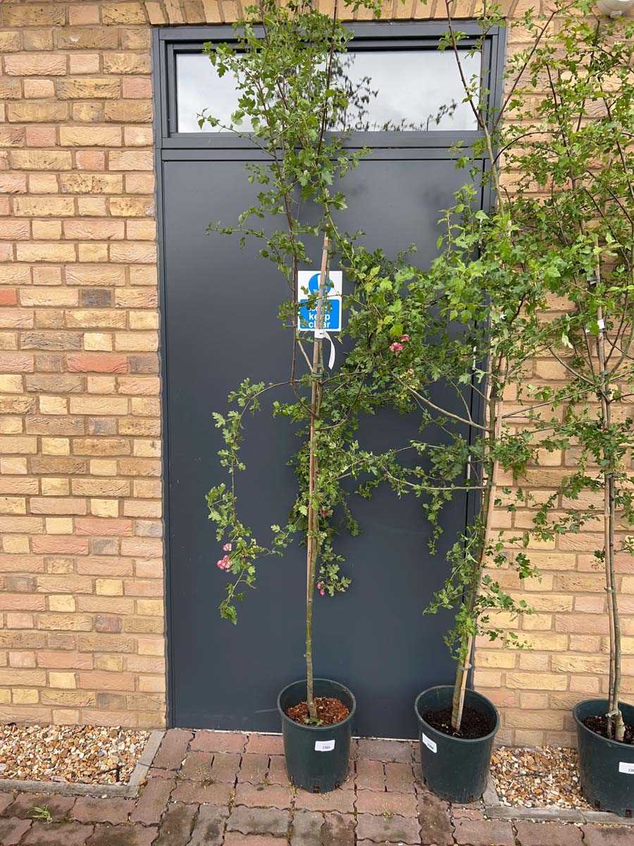 Lot 2365 - Potted approx. 7' 12L Crataegus Med Punicea...
