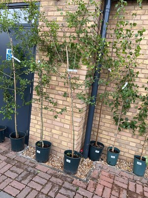 Lot Potted approx. 7' 12L Crataegus Med Punicea...