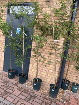 Lot Potted approx. 7' 12L Crataegus Med Punicea...