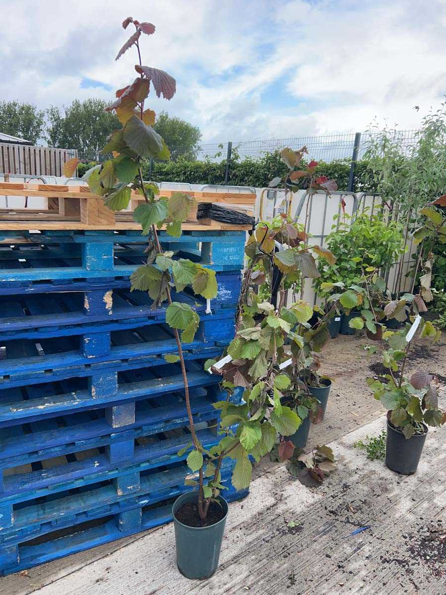 Lot 2368 - Potted 7L Red Filbert Corylus