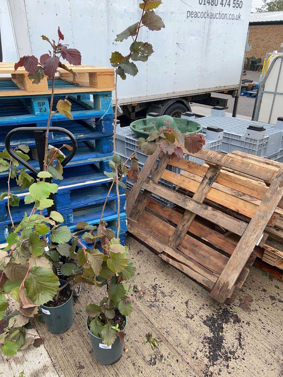 Lot 2369 - Potted 7L Red Filbert Corylus