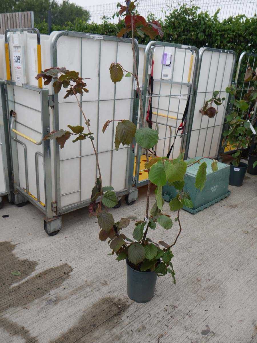 Lot 2370 - Potted 7L Red Filbert Corylus