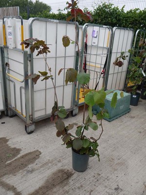 Lot 2370 - Potted 7L Red Filbert Corylus