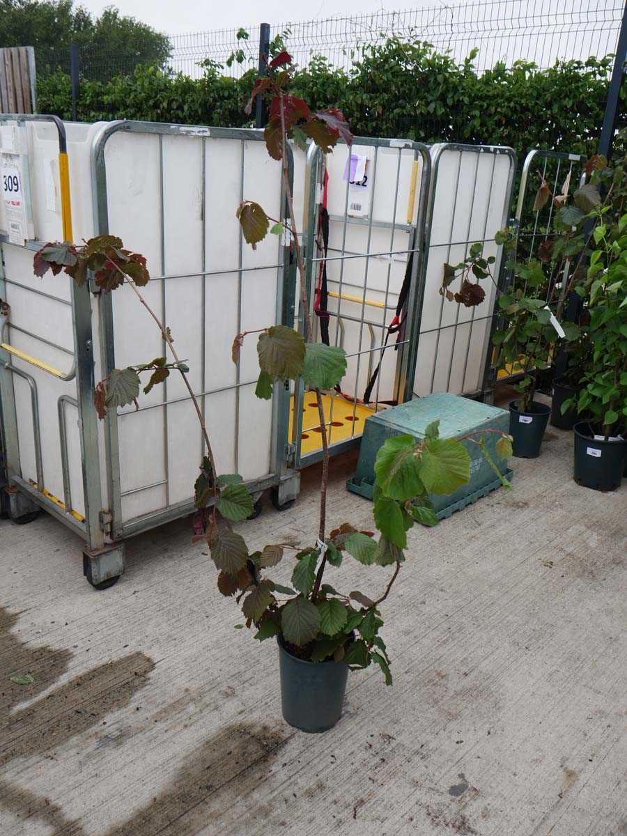 Lot 2371 - Potted 7L Red Filbert Corylus